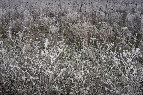 Textures of nature 0003 di Sigitas Baltramaitis, Fotografia in vendita su Singulart