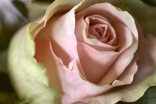 Soft Elegance of a Blush Pink Rose di Sigitas Baltramaitis, Fotografia in vendita su Singulart