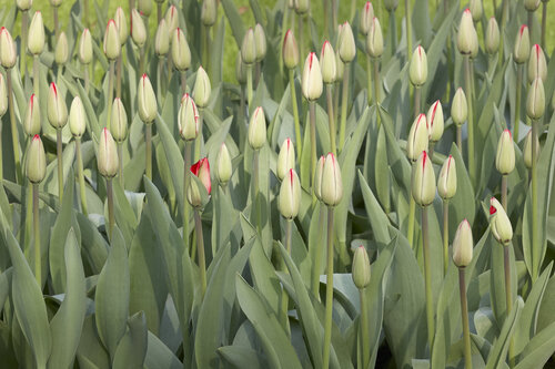 Tulips on the Verge of Bloom Sigitas Baltramaitis