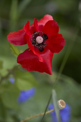 Crimson Poppy in Bloom di Sigitas Baltramaitis, Fotografia in vendita su Singulart