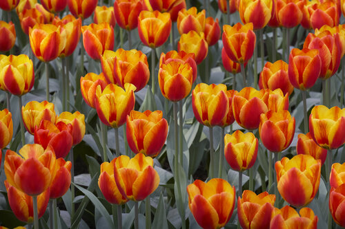 Flames of spring Sigitas Baltramaitis