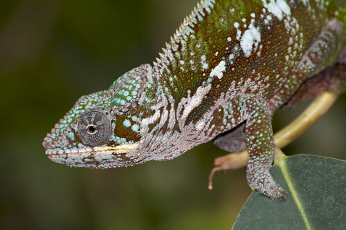 The Watchful Chameleon van Sigitas Baltramaitis, Fotografie te koop op Singulart