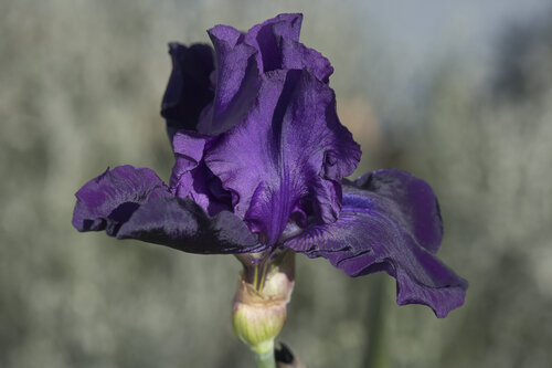 Silent Majesty Sigitas Baltramaitis