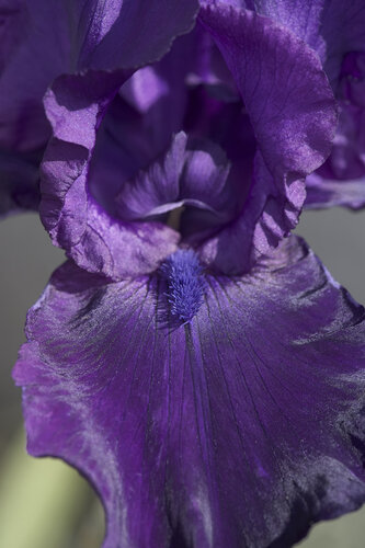 Velvet Iris par Sigitas Baltramaitis, Photographie en vente sur Singulart