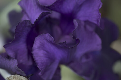 Silent purple dance by Sigitas Baltramaitis, 사진 for Sale on Singulart