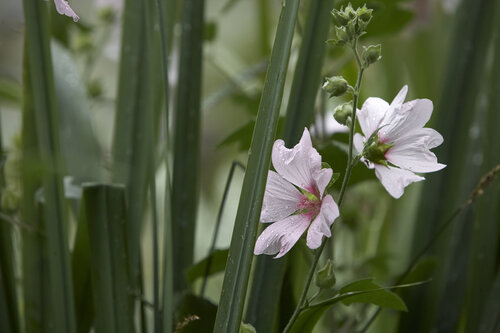 Malva Sylvestris — Quiet Persistence di Sigitas Baltramaitis, Fotografia in vendita su Singulart