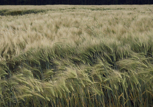 Whispering Field Sigitas Baltramaitis