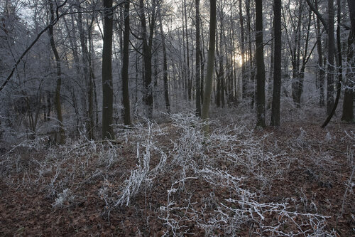 Frosted Undergrowth di Sigitas Baltramaitis, Fotografia in vendita su Singulart