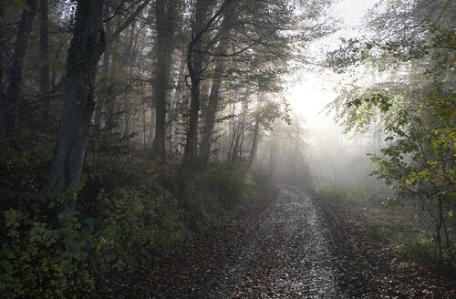 Where Light Enters the Forest Sigitas Baltramaitis