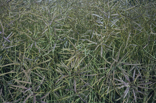 Field of Silent Lines van Sigitas Baltramaitis, Fotografie te koop op Singulart