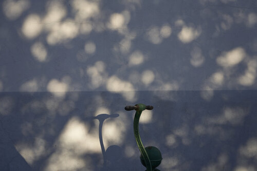 Shadow Play on a Wall Sigitas Baltramaitis