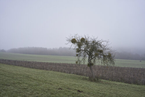 Field with Tree, Fellerich van Sigitas Baltramaitis, Fotografie te koop op Singulart