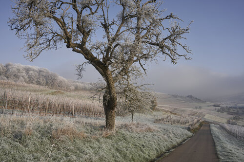 Frosted Sentinel by Sigitas Baltramaitis, Photography for Sale on Singulart