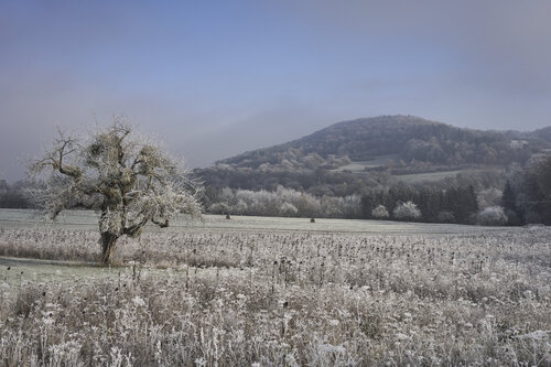Winter Field, Fellerich di Sigitas Baltramaitis, Fotografia in vendita su Singulart
