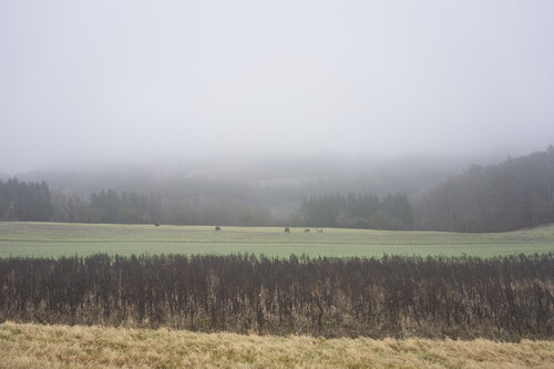 Field in Mist, Fellerich par Sigitas Baltramaitis, Photographie en vente sur Singulart