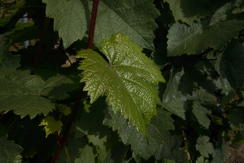 Emerging Leaf di Sigitas Baltramaitis, Fotografia in vendita su Singulart