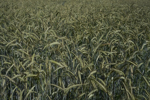 Field in Quiet Motion di Sigitas Baltramaitis, Fotografia in vendita su Singulart