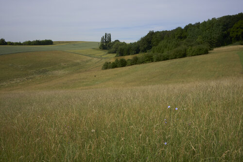 Fields of Fellerich di Sigitas Baltramaitis, Fotografia in vendita su Singulart