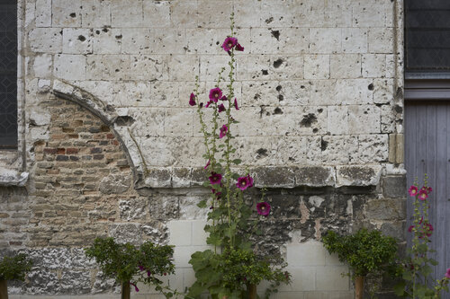 Vertical Bloom Against Time by Sigitas Baltramaitis, Photography for Sale on Singulart