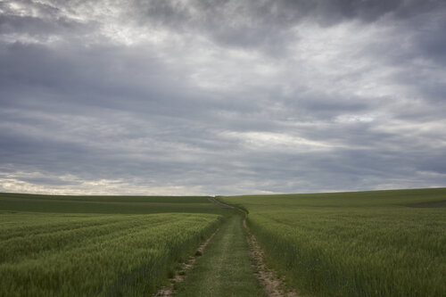 Path Through the Quiet Field par Sigitas Baltramaitis, Photographie en vente sur Singulart