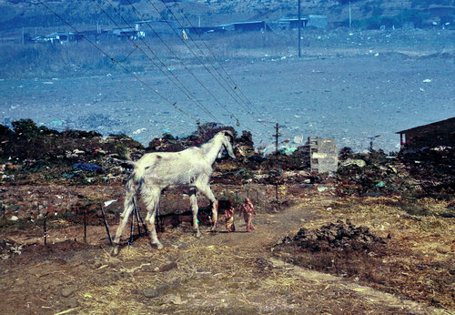 Colors of India 31 by Sigitas Baltramaitis, 写真 for Sale on Singulart