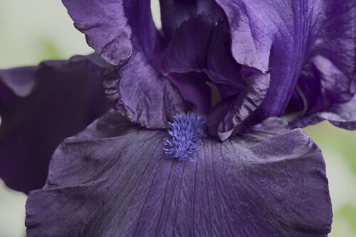Velvet Resonance van Sigitas Baltramaitis, Fotografie te koop op Singulart