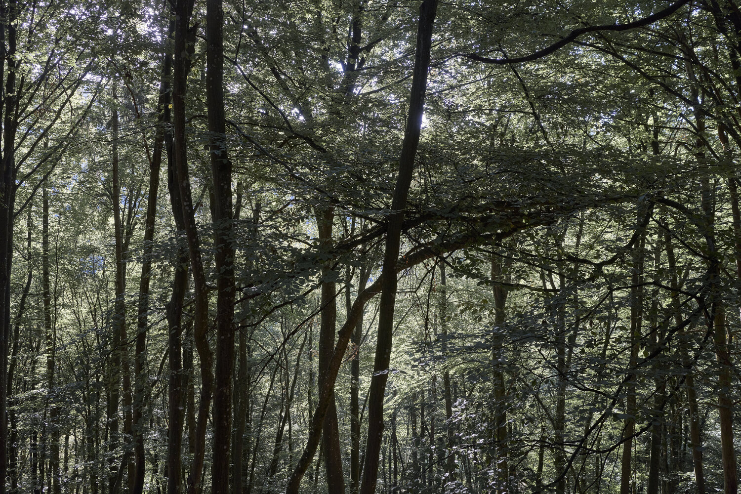 Forest_0181 Sigitas Baltramaitis