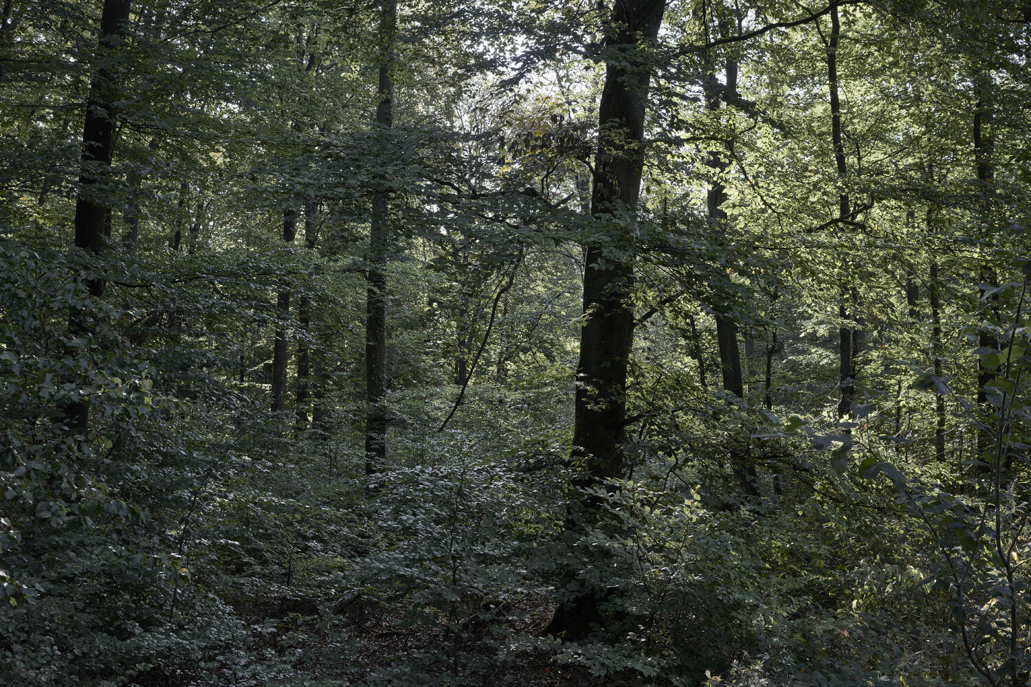 Forest_0335 Sigitas Baltramaitis