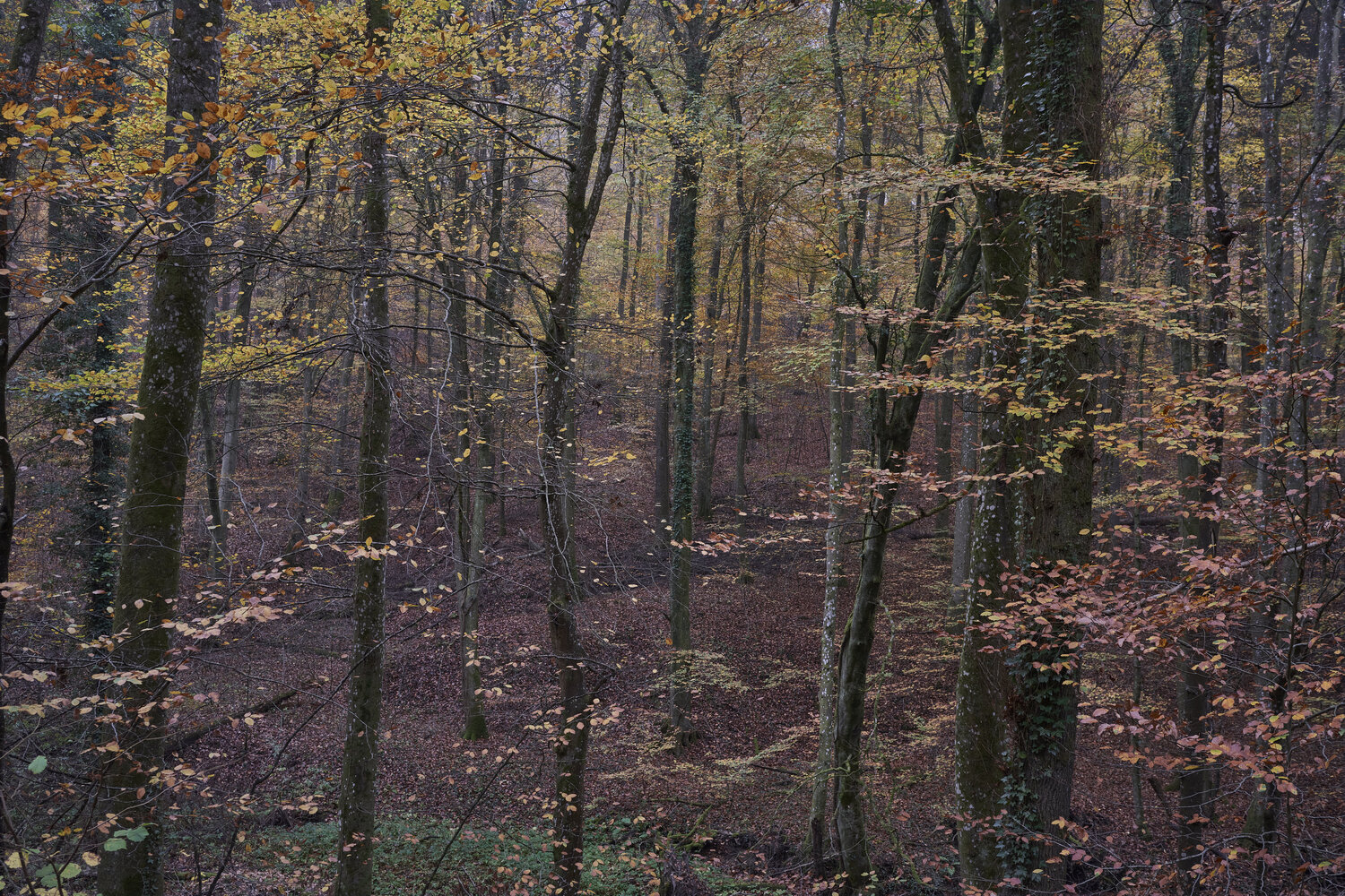 Forest_0746 Sigitas Baltramaitis
