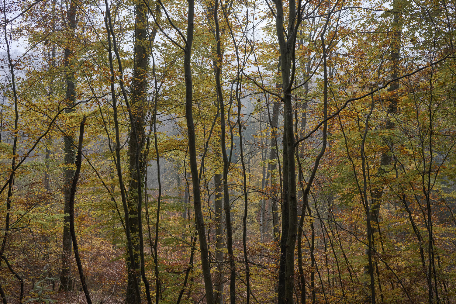 Forest_0810 Sigitas Baltramaitis