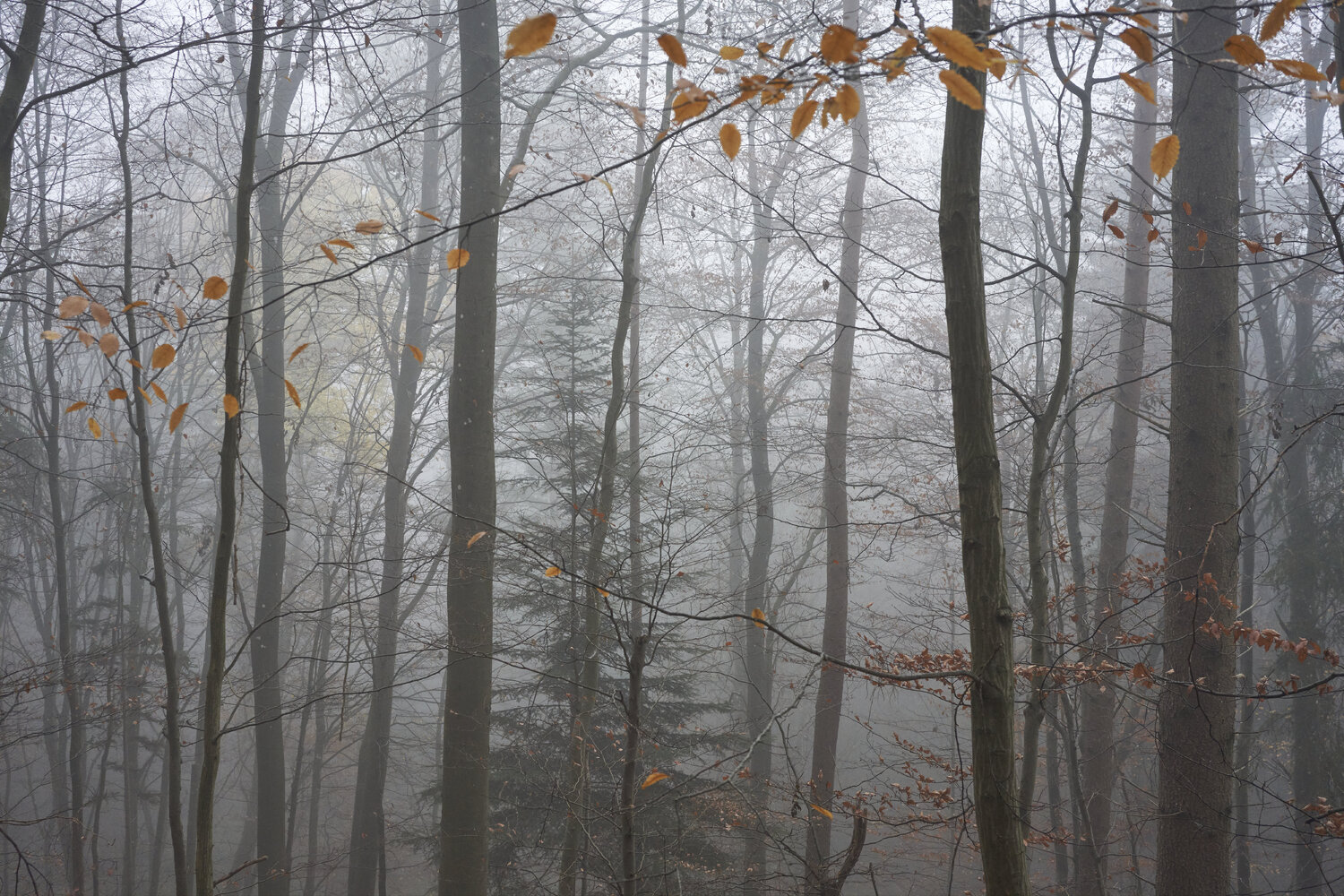 Forest_1231 Sigitas Baltramaitis