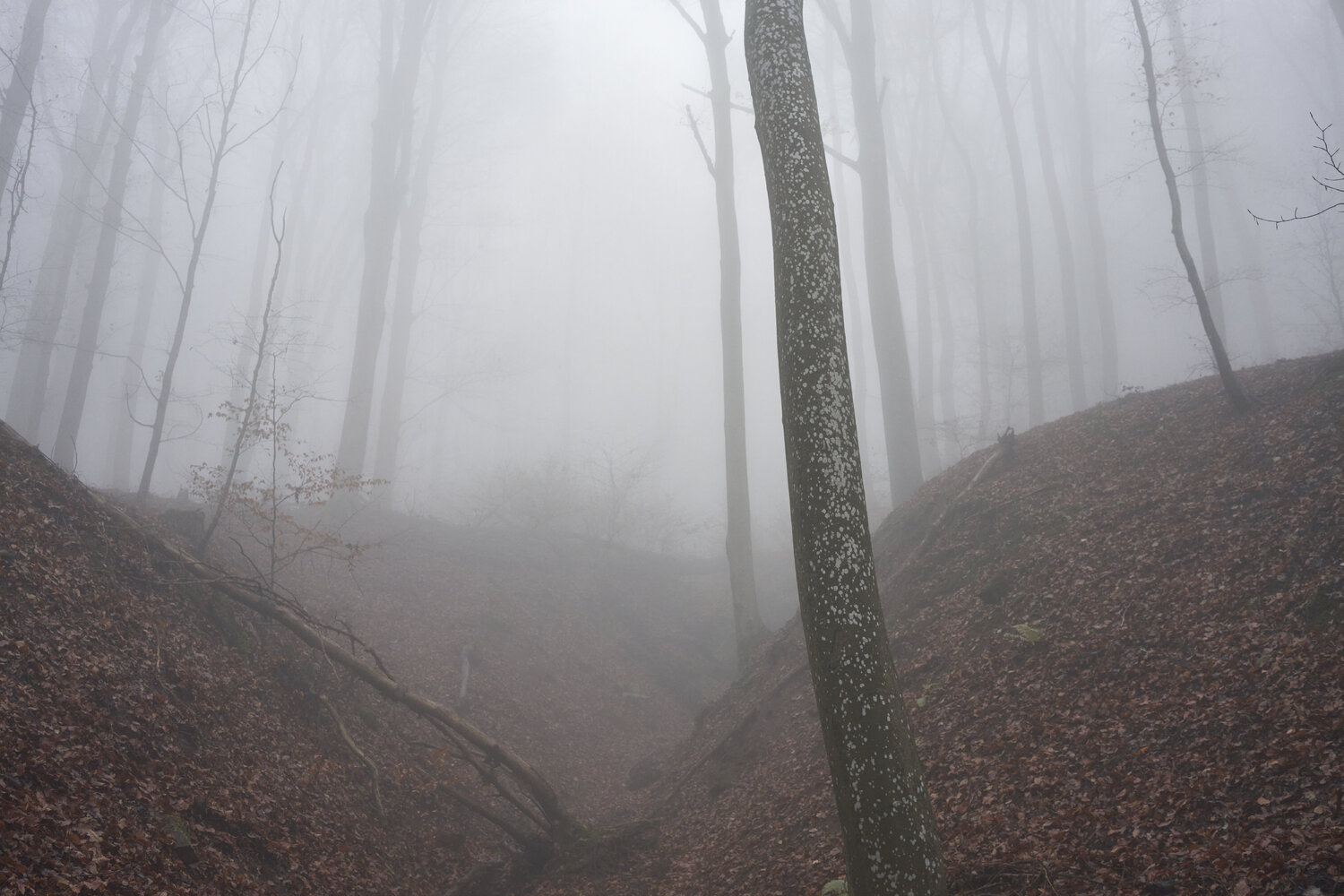 Forest_1268 Sigitas Baltramaitis