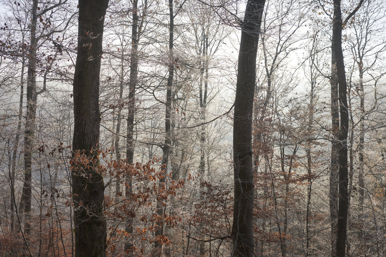 Forest_1585 Sigitas Baltramaitis