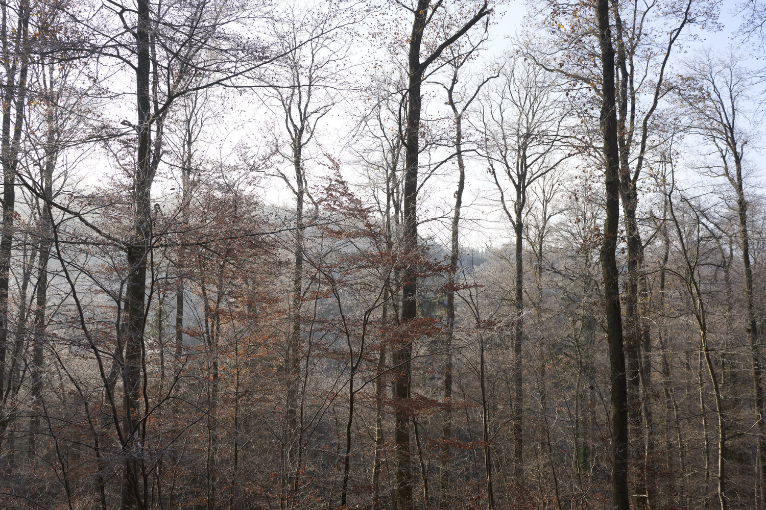 Forest_1591 Sigitas Baltramaitis