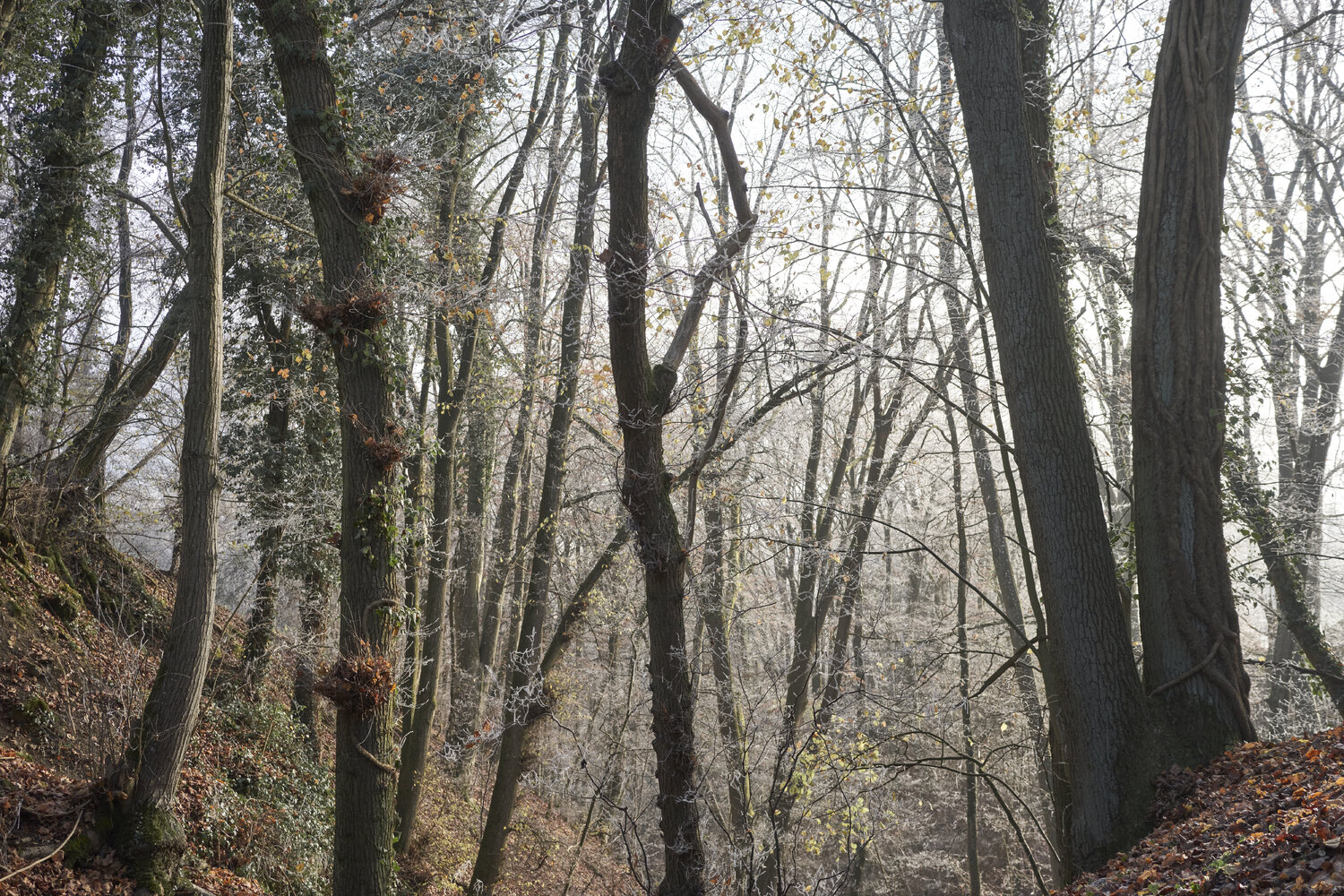 Forest_1606 Sigitas Baltramaitis