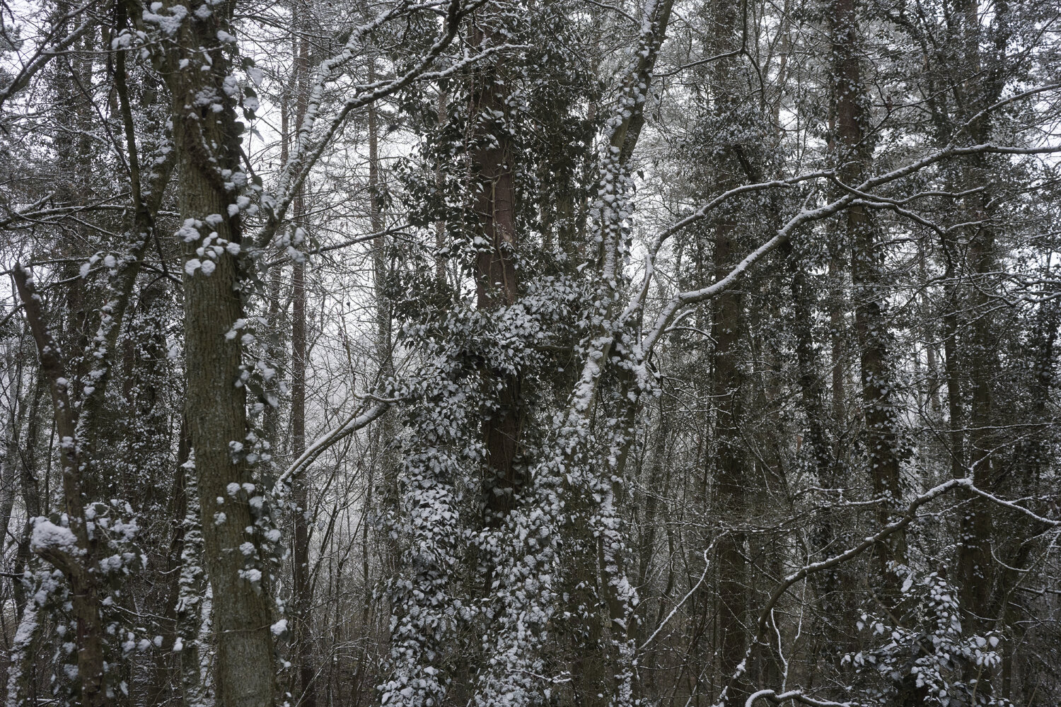 Forest_2014 Sigitas Baltramaitis