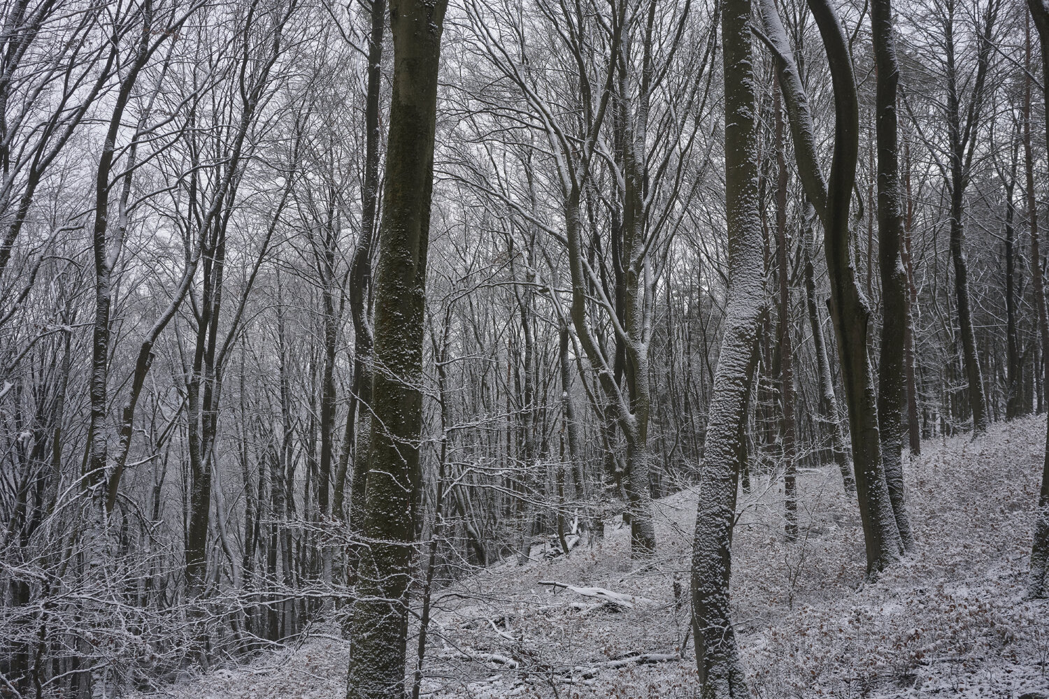 Forest_2030 Sigitas Baltramaitis