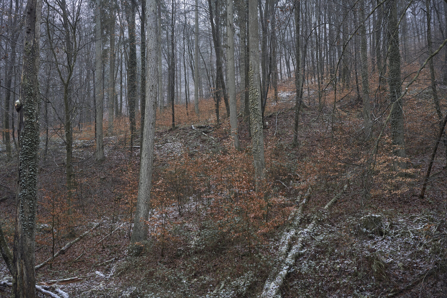 Forest_2084 Sigitas Baltramaitis