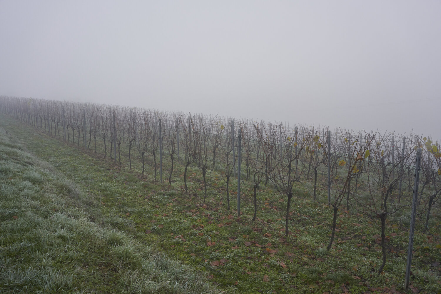 Mist_0128 Sigitas Baltramaitis