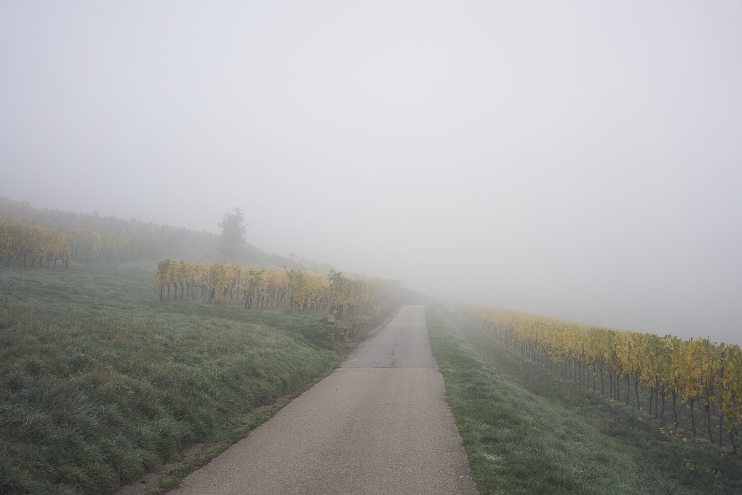 Mist_0539 Sigitas Baltramaitis