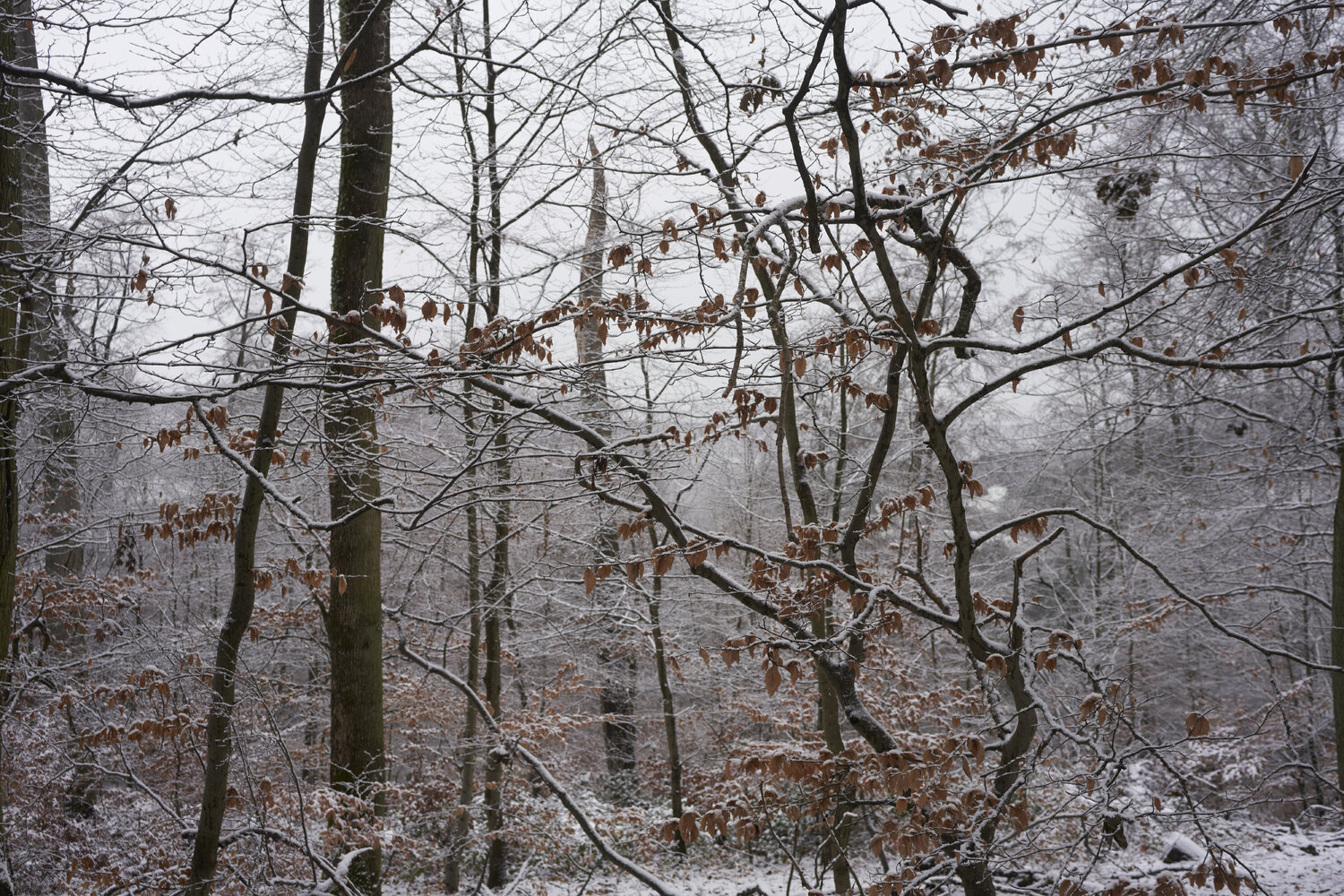 Forest_2111 Sigitas Baltramaitis