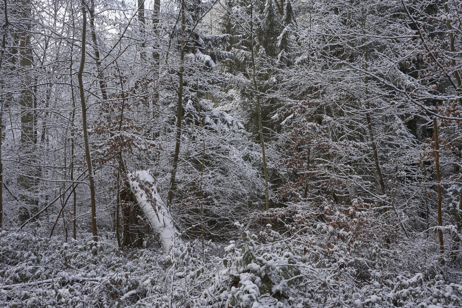 Forest_2197 Sigitas Baltramaitis