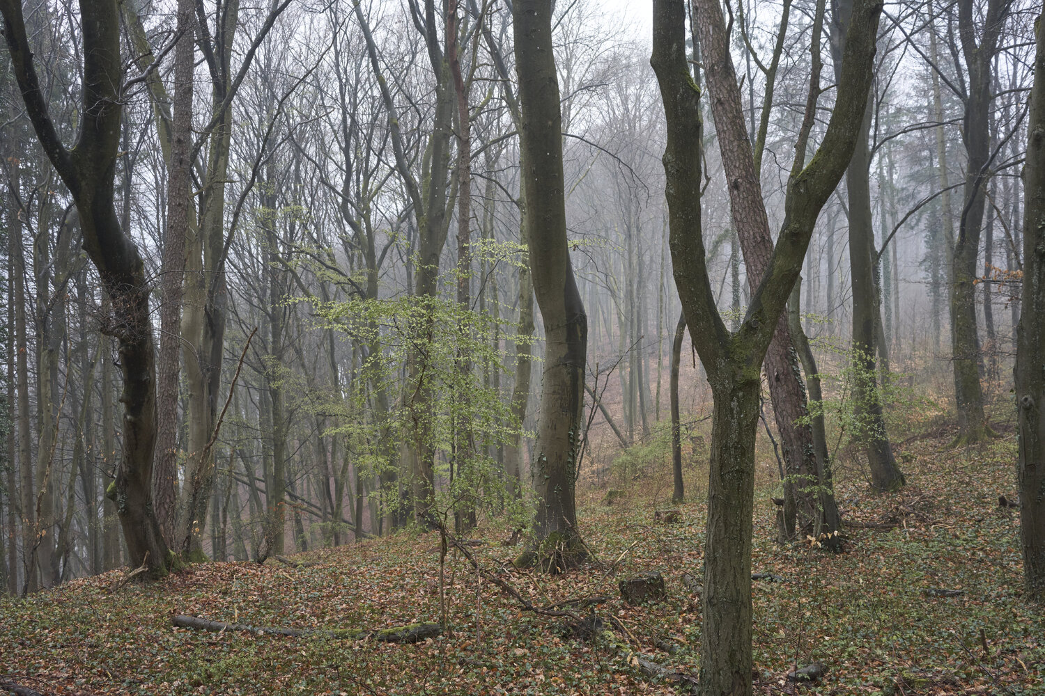 Forest_2450 Sigitas Baltramaitis