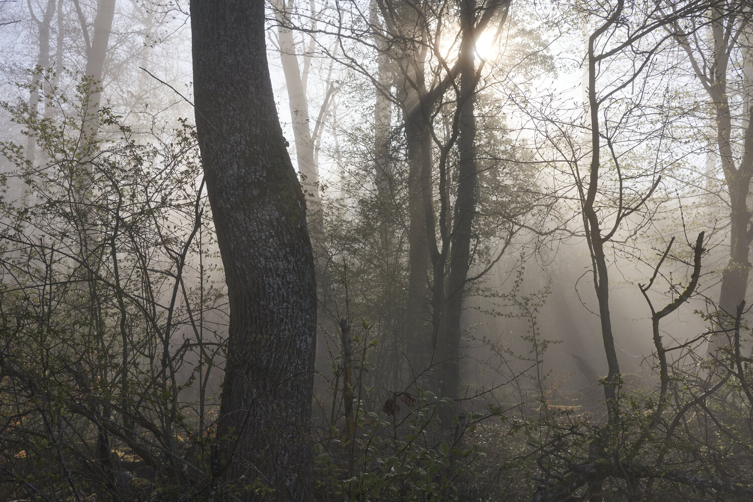 Forest_2544 Sigitas Baltramaitis