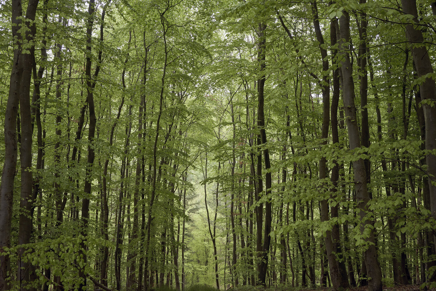Forest_2825 Sigitas Baltramaitis