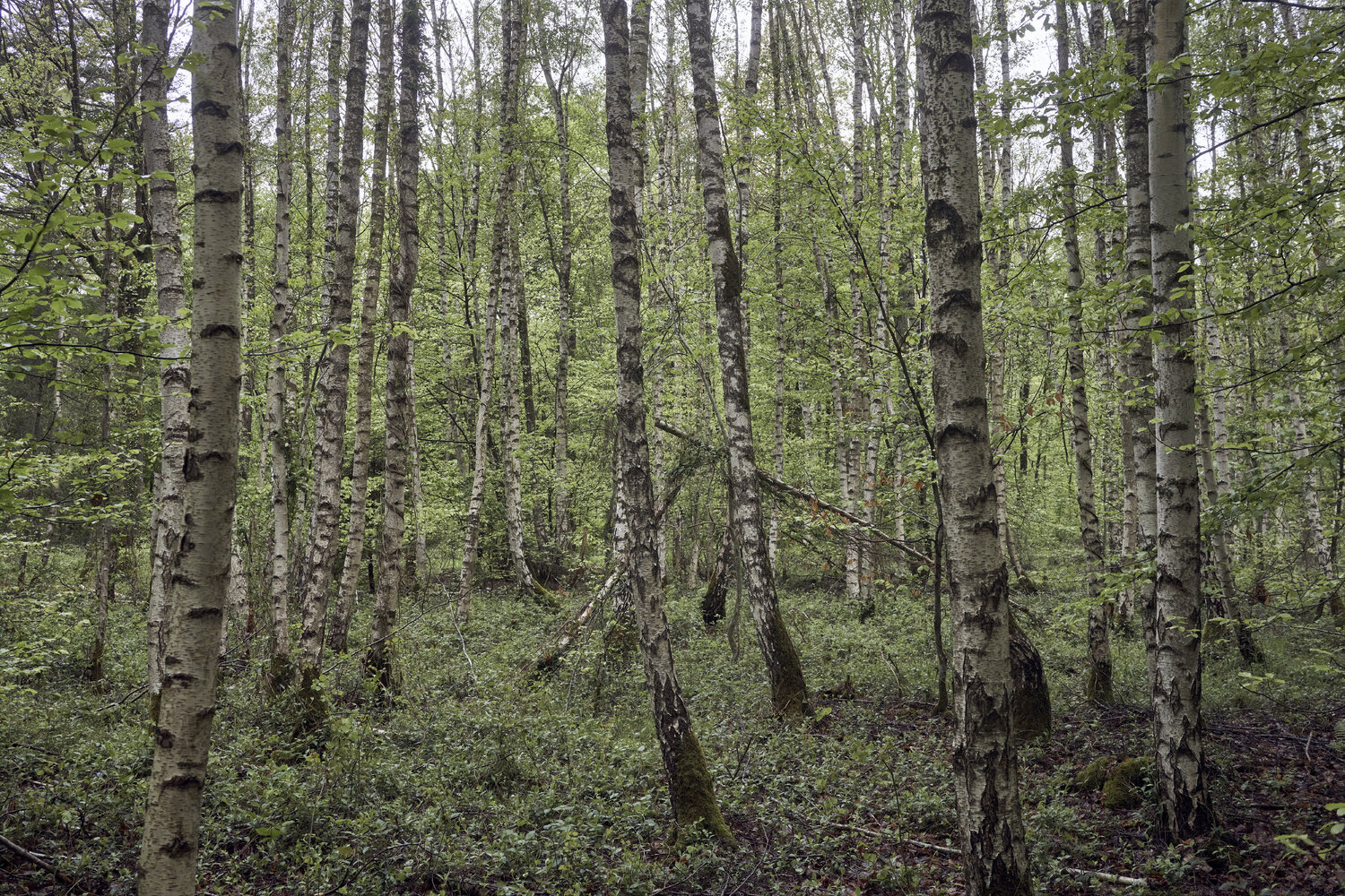 Forest_2893 Sigitas Baltramaitis