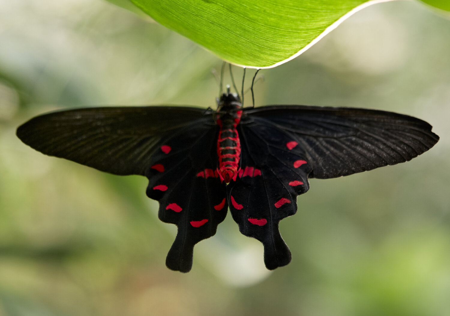 Scarlet Mormon Butterfly Resting Beneath a Leaf Sigitas Baltramaitis Fotografie zu verkaufen