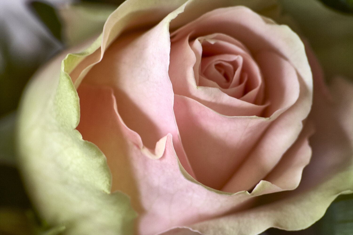 Soft Elegance of a Blush Pink Rose Sigitas Baltramaitis Fotografie zu verkaufen