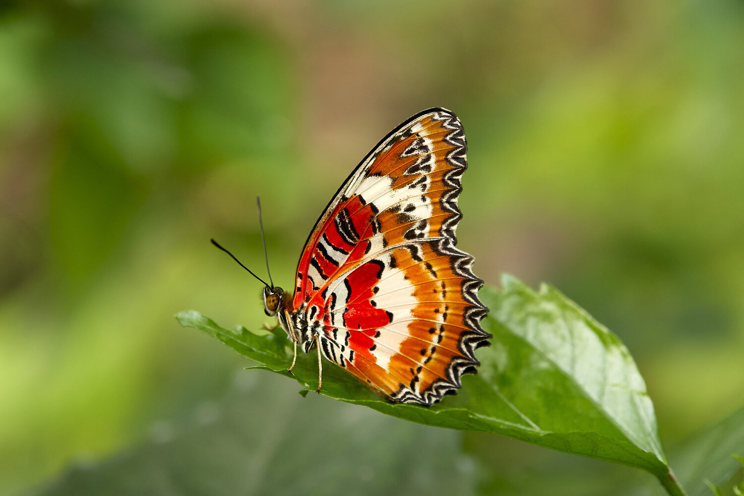 Wings of Fire Sigitas Baltramaitis