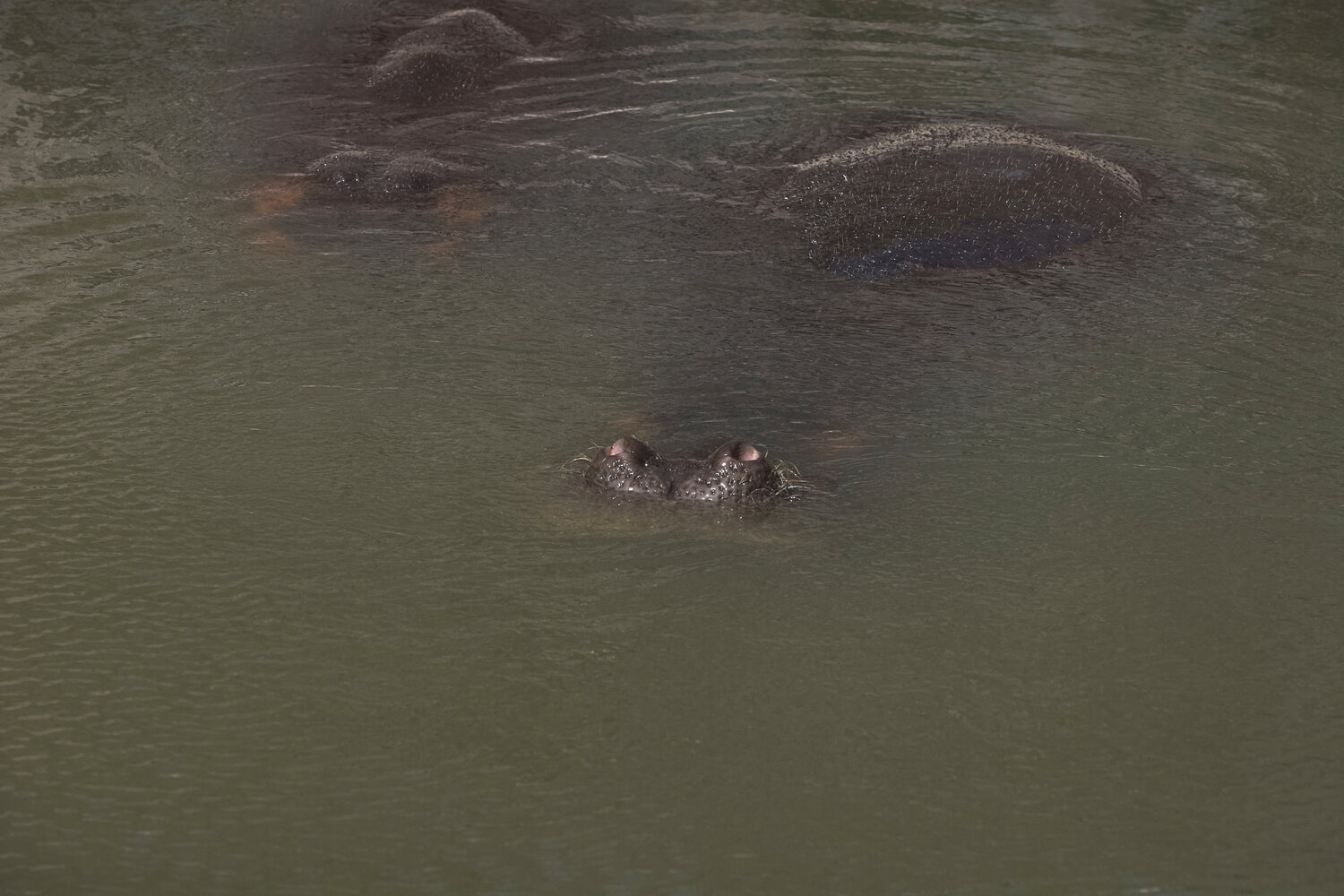 Submerged Presence Sigitas Baltramaitis